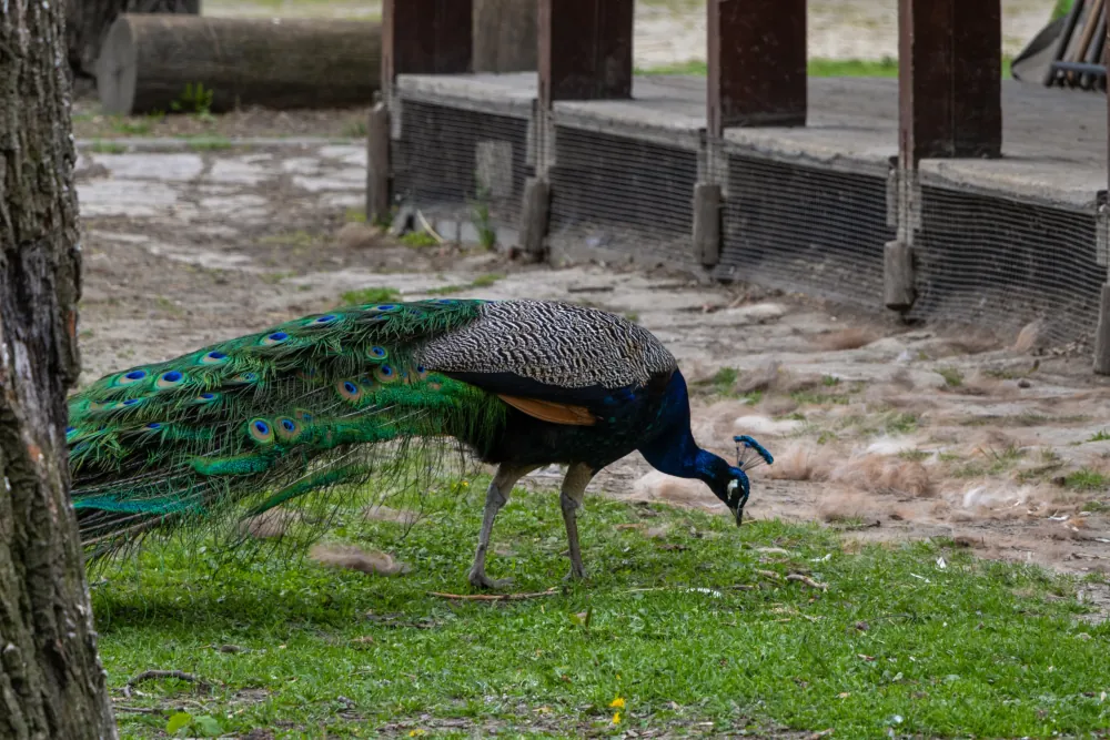 Margaret Island Mini Zoo